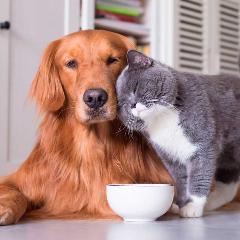 Pet Odor & Stain Removal