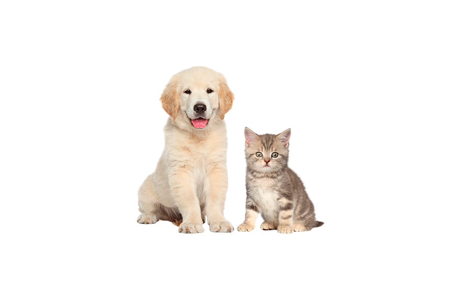 Pet Odor & Stain Removal